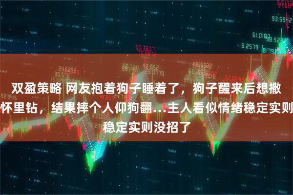 双盈策略 网友抱着狗子睡着了,狗子醒来后想撒娇往她怀里钻,结果摔个人仰狗翻…主人看似情绪稳定实则没招了